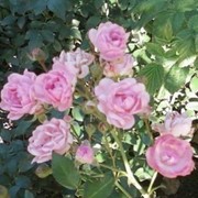 Почвопокровная роза фото