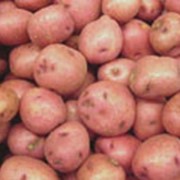 Картофель семенной сорт Фантазия фото