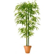 Искусственное растение Сочный бамбук фото