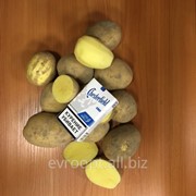 Картофель молодой +5 белый (гала) 13,00 руб. СПб