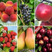 Саженцы плодо ягодных культур фотография