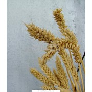 Пшеница третьего класса
