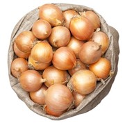 Лук репчатый фото