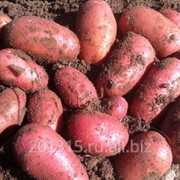 Картофель семенной сорт "Рябинушка" массовая репродукция