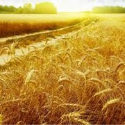 Пшеница обыкновенная фото