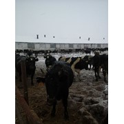 Коровы оптом