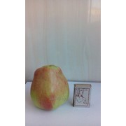 Белорусские яблоки фотография