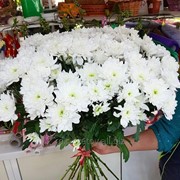 Букет белых хризантем фотография