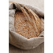 Семена озимой пшеницы украинской селекции разных сортов элита.