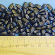 Семена подсолнечника Ясон F1 (стандарт) фото