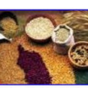Зерно, зерновые культуры на экспорт, Виталмар Агро, СП фото