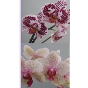 Орхидеи, бегонии, антуриумы, спатифилумы, Цветы живые домашние в Украине, Киев фотография