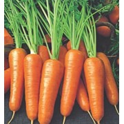 Морковь гибрид абако фото