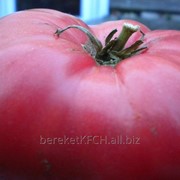 Семена томата Розовые Щечки фото