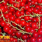 Свежие ягоды Красная смородина Код: 6005, импортная продукция ОПТОМ фотография