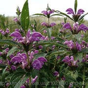 Зопник клубненосный (Phlomis tuberose, herba Jerusalem sage) трава 100 грамм фото