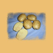 Картофель ранний столовый, сорт Уладар фото