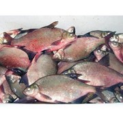 Рыба охложденная выловленна с арендовоных нами водоемов. Лещ разного калибра фото