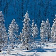 Зимний отдыx, база Зиновъевка фото