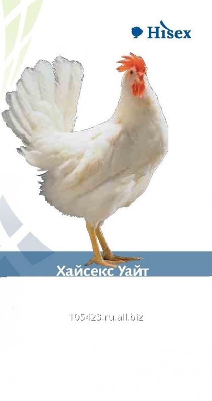 курицы вологды. как содержать хайсекс уайт. куры несушки кемерово металлплощадка. куры вологда. куры вологда.