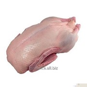 Мясо утки в тушах замороженное фотография