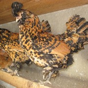Инкубационное яйцо, цыплята,утята,индюшата,цесарки,фазанята