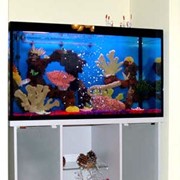 Прямоугольные аквариумы от 200 л фотография