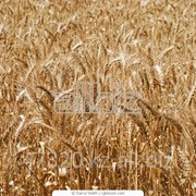 Пшеница третьего класса, на экспорт, купить, продажа пшеницы, в Казахстане фото