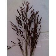 Семена суданской травы тонкостебельной Голубовская-25