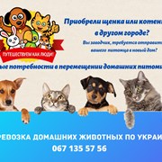 Перевозка домашних животных по Украине фото