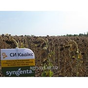 Семена подсолнечника СИ Кадикс (SI Kadiks) фото