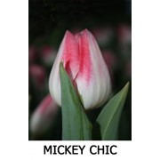 Сорт тюльпана MICKEY CHIC фото