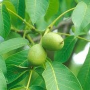 Листья грецкого ореха фото