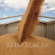 Пшеница мягкая оптом от производителя от 1000тн. Экспорт. Качество фотография