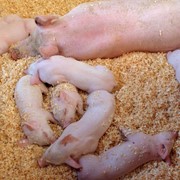 Спермадозы свиней фото