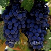 Виноград молдова фото