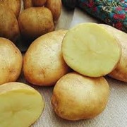 Свежий картофель фото
