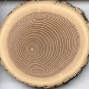Морёная древесина - лиственница. фотография