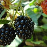 Саженцы ежевики Торнфри оптом фото