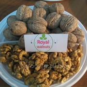 Саженец грецкого ореха высокорослый сорт Казаку фото