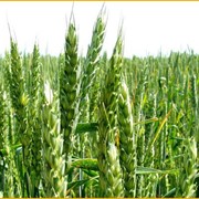 Семена оз.пшеницы Куяльник фото
