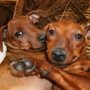 Дрессировка защитно-караульная служба фото