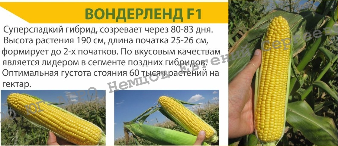 Семена Ноа Кукурузы Купить