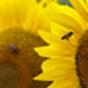 Семена подсолнечника Лимагрейн гибрид ЛГ 5654 КЛ/ Насіння соняшника Лімагрейн гібрид ЛГ 5654 КЛ фотография
