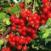 Малина оптом и в розницу, Малина от производителя, Малина Луганская область, Малина на экспорт фото