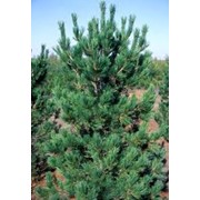 Сосна румелийская Pinus peuce Glauca Compacta фотография