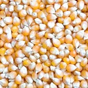 Семена кукурузы сахарной фотография