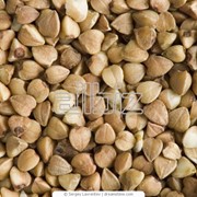 Семена гречки фото