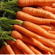 Морковь фото