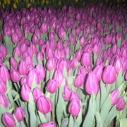Цветы тюльпана Purple Flag фото